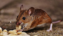 24 Hour & Emergency Exterminators in Los Alamitos, CA